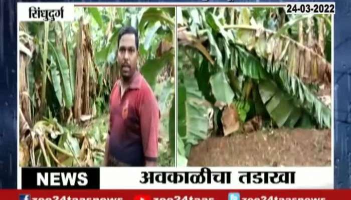 Sindhudurg Farmers On Farm Damage From Untimely Rain