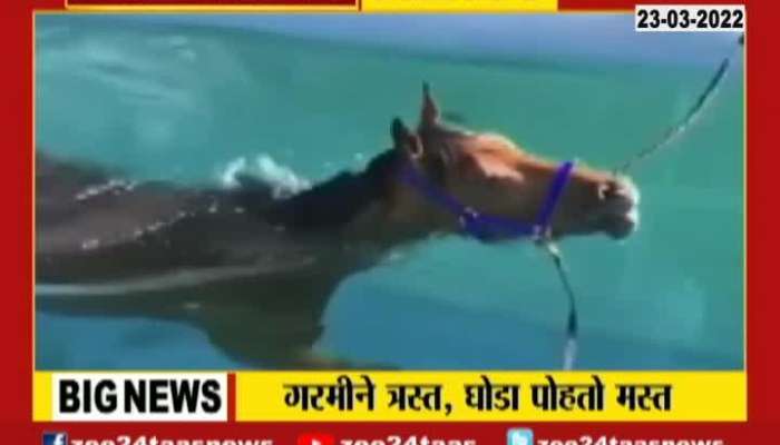 Horse Swimming Freely In Pool
