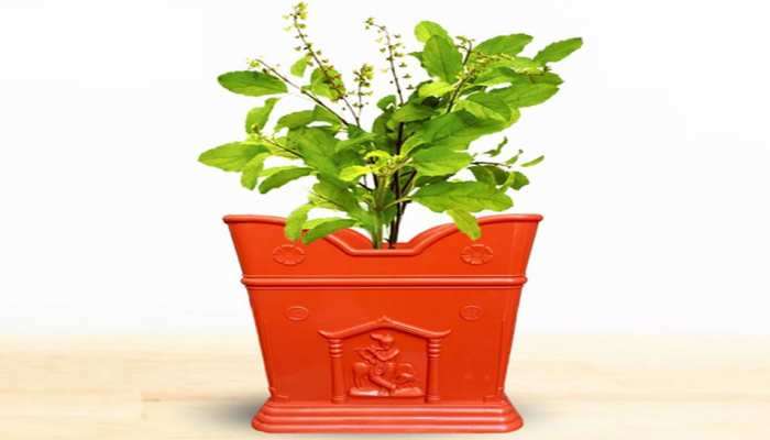 Tulsi : या वेळी चुकूनही तोडू नयेत तुळशीचे पाने, जीवनावर होतो अशुभ परिणाम
