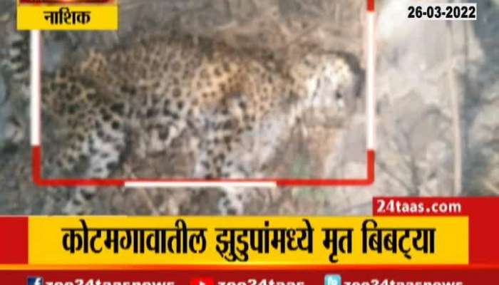 Nashik dead Leopord