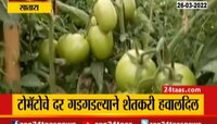 Video | टोमॅटोचे भाव गडगडले, शेतकरी आर्थिक संकटात 