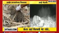 VIDEO | जेव्हा आई पिलाची भेट होते...