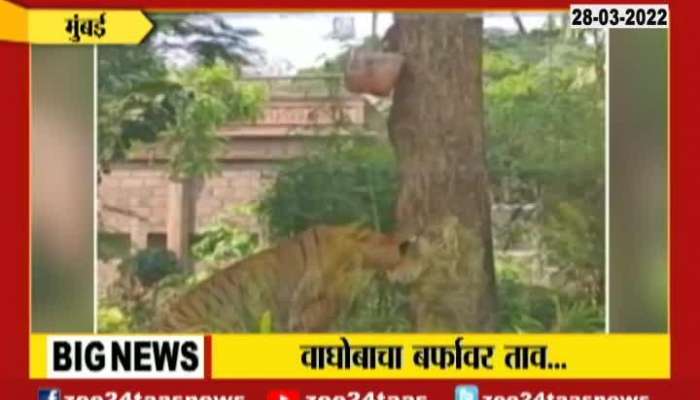 Mumbai Byculla Zoo Tigers Given Ice Cake Treat