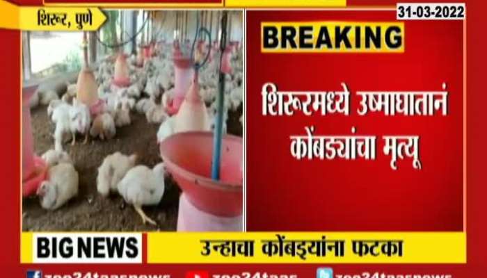 Pune Shirur Poultary Farm, Chicken dies of heatstroke