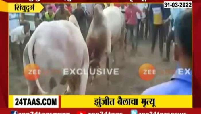 Sindhudurga Bull Fight, death of a bull in a fight at Malvan