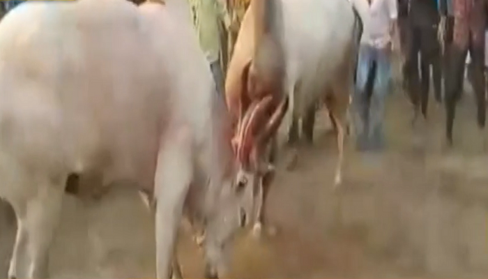 मृत्यूला जबाबदार कोण? बैलांच्या झुंजीत 'बाबू' चा नाहक बळी