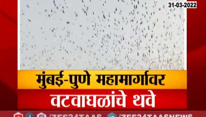 Mumbai Pune Expressway Cauldron Of Bats Seen In Day Time