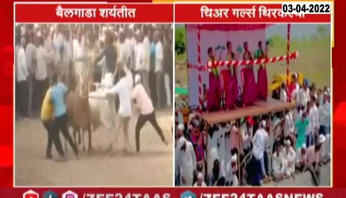 Cheer girls more attraction in bullock cart race at Pune