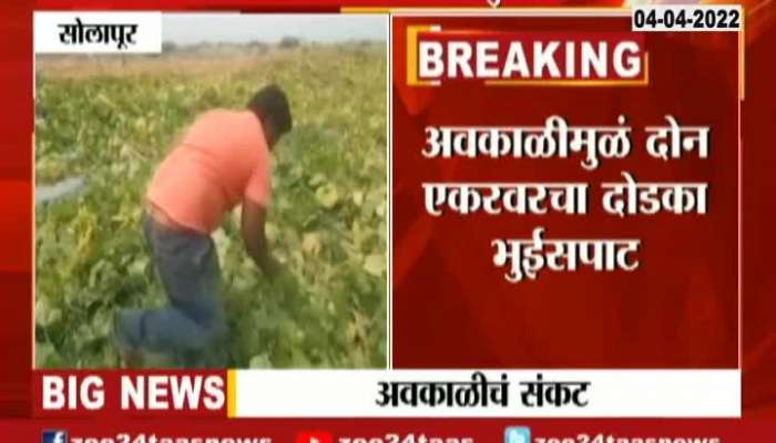 Solapur Sangola Farmer Reaction On Untimely Rainfall Damaging Crops