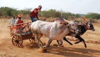 Bullock Cart | आता बैलगाडीला लागणार 'ब्रेक'