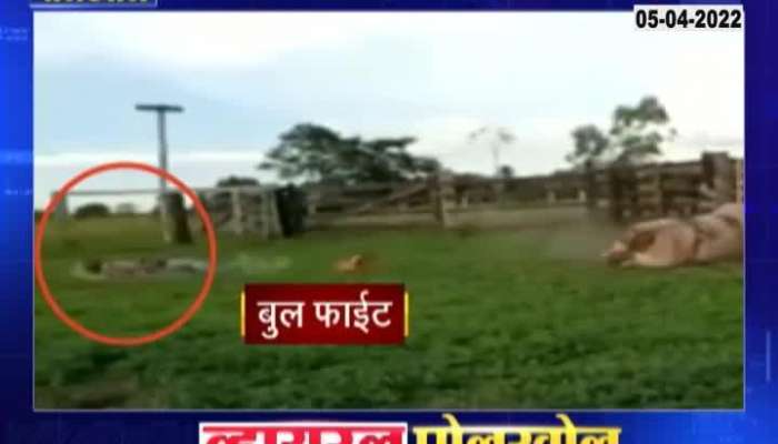 Viral Poll Khol Bull Hit 5 April 2022 Zee24Taas