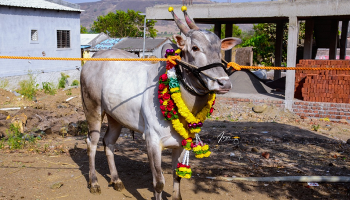 पुण्यात 'राफेल' नावाच्या शर्यतीच्या बैलाला 'फॉर्च्युनर'चा भाव