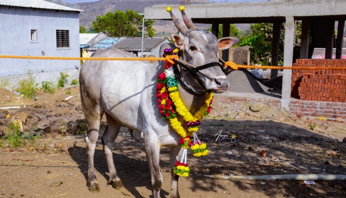 पुण्यात &#039;राफेल&#039; नावाच्या शर्यतीच्या बैलाला &#039;फॉर्च्युनर&#039;चा भाव