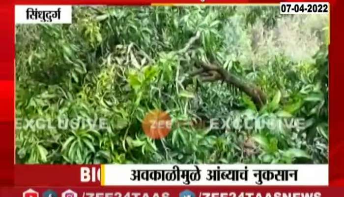 Sindhudurga Mango Farmers are introuble due to Rain
