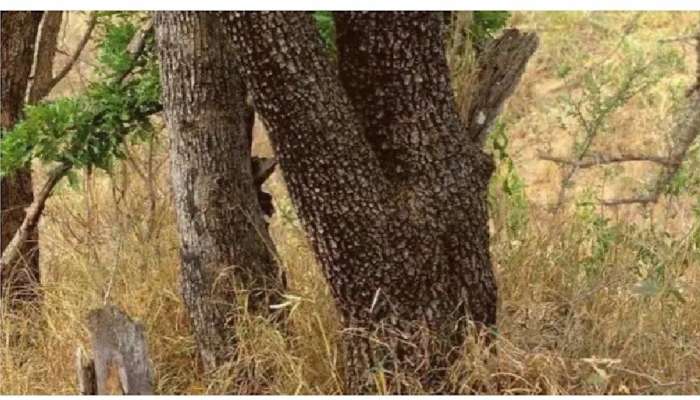 लहान मुलांना जमतंय पण तुम्हाला नाही; या जंगलात किती बिबटे आहेत ते शोधा