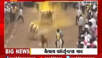 Video | शर्यतीच्या बैलाला का मिळाला फॉर्चुनरचा भाव? जाणून घ्या संपूर्ण रिपोर्ट