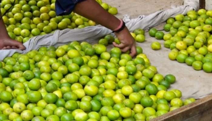 Lemon Inflation | देशभरात लिंबाचे दर भडकले; जाणून घ्या कारण