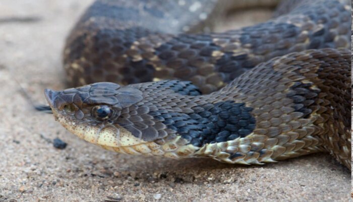 Puff Snake | विष नव्हे तर &#039;हा&#039; खतरनाक साप सोडतो भयानक गॅस 