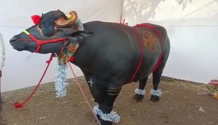 लक्झरी कारपेक्षाही महागडा, दीड टन वजनाच्या 'गजेंद्र'चा रुबाब