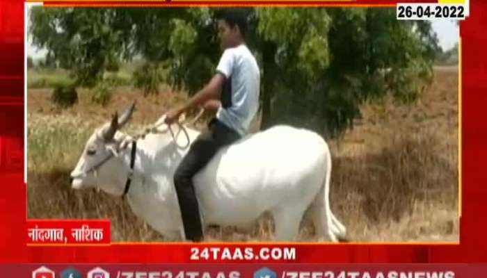 Nandgaon Nashik Boy ride On Bullock