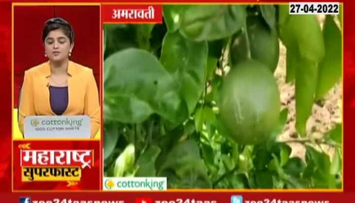 Amravati Oraqnge Fruits Producers In Problem