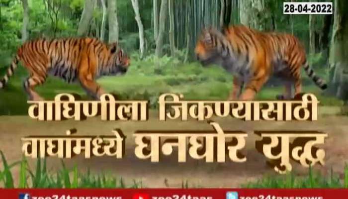 Nagpur Tigre Fight