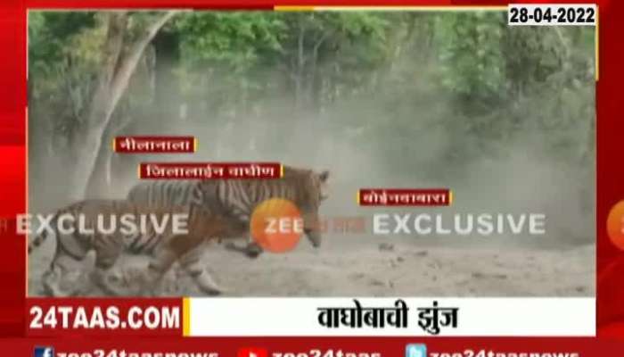 Tiger Fight viral video 