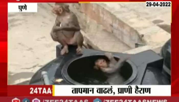 Pune Monkey In Water Tank Video