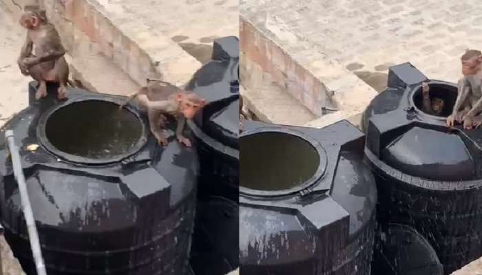 Video viral : मनसोक्त डुंबलो बुवा....टेरेसवरील पाण्याच्या टाकीत, माकडांची धमाल मस्ती; पाहून उन्हाळाही विसराल 