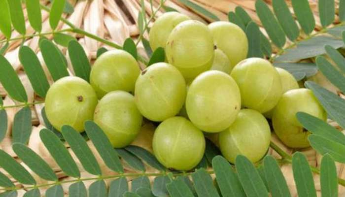 Benefits of amla : उन्हाळ्यात रोज फक्त एक आवळा खाण्याचे हे आहेत मोठे फायदे