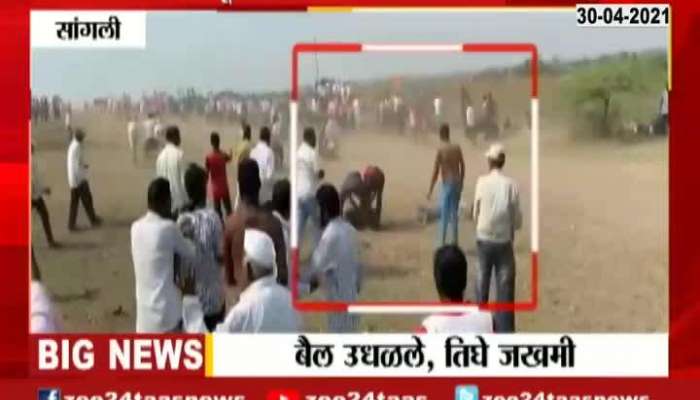 Bullock cart race - accident due to bullying in Sangli