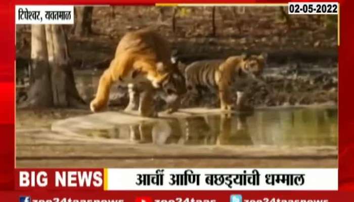 Tipeshwar Yavatmal Tigers Video In Sanctuary