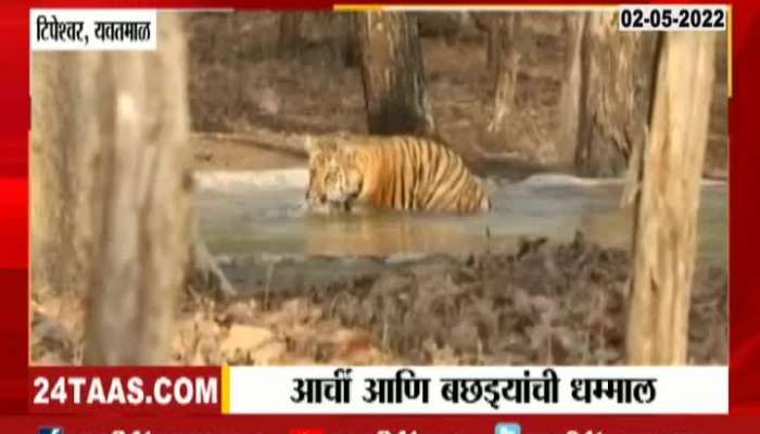 Tigress Archi And Cubs Enjoy In Water Pond