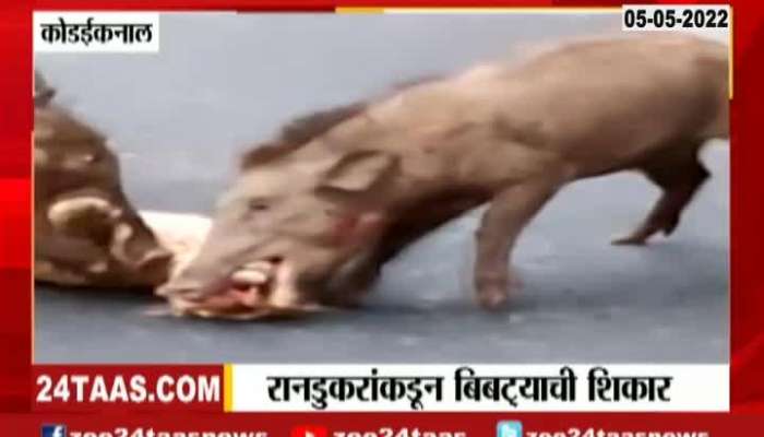 viral video in leopard hunting from wild boar
