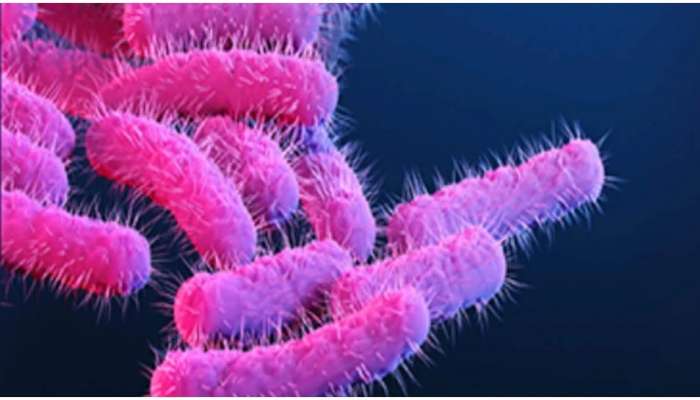 Shigella : सावधान, शिगेला इन्फेक्शनने मुलीचा मृत्यू, जाणून घ्या किती धोकादायक आणि कसे रोखावे संक्रमण