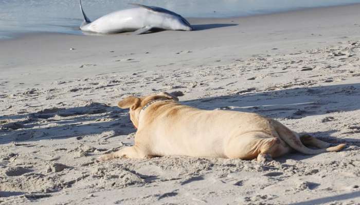 भटक्या श्वानाकडून माणुसकीला चपराक, मेलेल्या डॉल्फिनचा जमिनीत पुरला मृतदेह