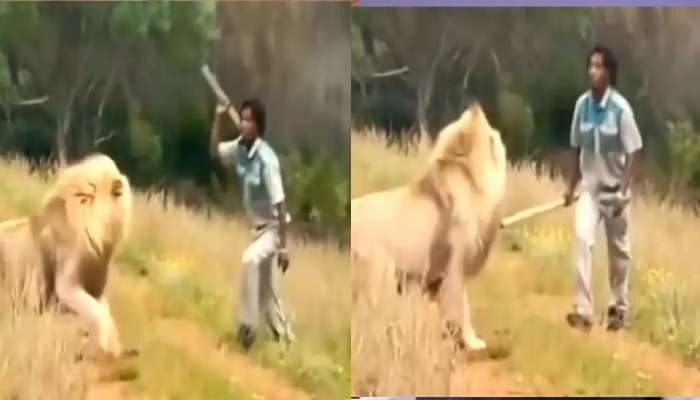 सिंहाला मारण्यासाठी काठी घेऊन मागे लागला तरुण, पुढे जे घडलं ते.... पाहा व्हिडीओ