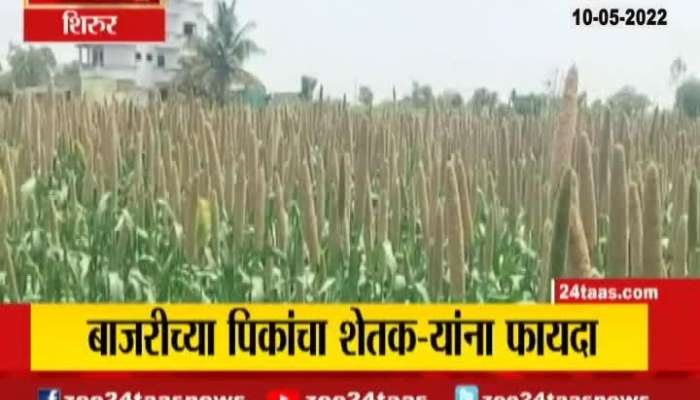 Shirur Farmers Happy With Bajra Crops