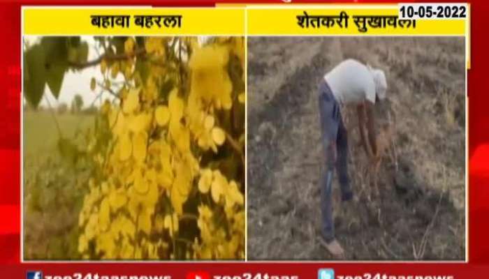 Washim Tree With Yellow Flowers As Farmers Predicts Monsoon