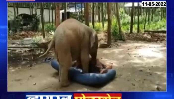 Viral Video Of Youngster Playing With Elephant