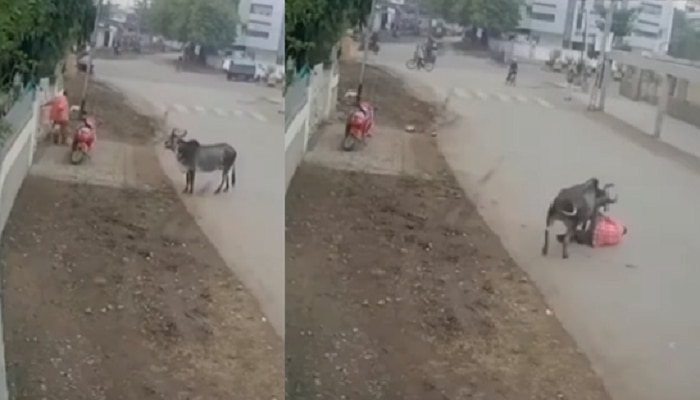 थरकाप उडवणारा व्हिडीओ....वळूनं व्यक्तीला जमिनीवर आपटलं आणि....Video Viral 