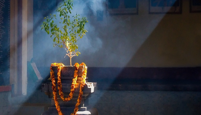 तुळशी पूजेने घरी सुख, समृद्धी नांदते... पण पुजेचे हे नियम माहित आहेत का?