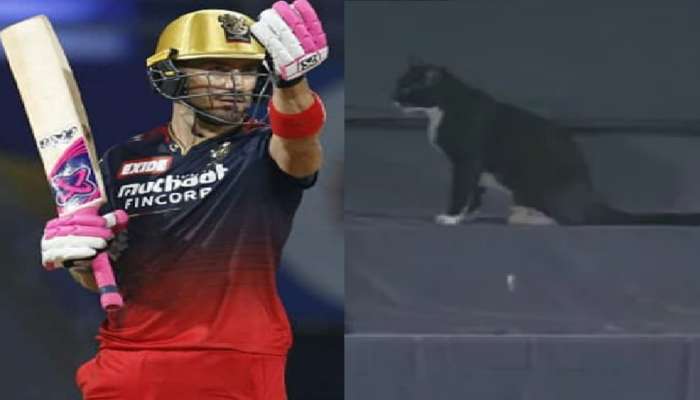 IPL मॅच पाहण्यासाठी स्टेडियममध्ये पोहोचली मांजर, पुढे जे घडलं ते.... पाहा व्हिडीओ 