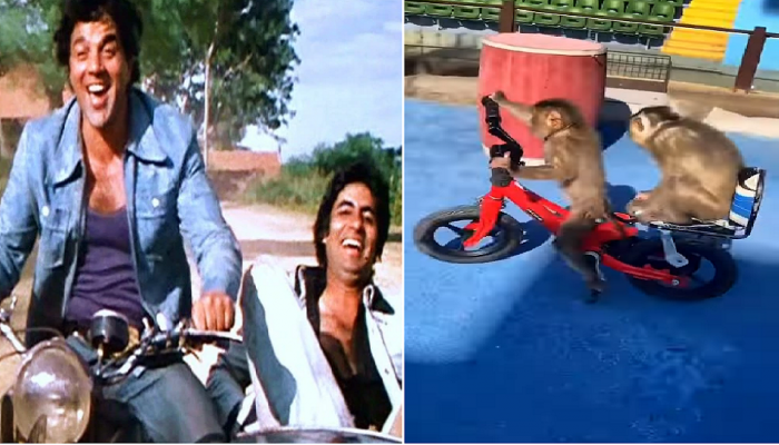 Monkey Cycling Video: सायकलस्वार माकडं पाहून, तुम्हालाही आठवले का 'जय-वीरू'? 