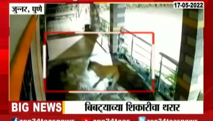 Pune Junnar Leopard Attack Dog Pune Junnar Leopard Attack Dog