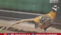 Video|  एस्सेल वर्ल्डमध्ये पक्षांचा चिवचिवाट, बर्डपार्कसह वॉटर किंगडमचीही मज्जा...