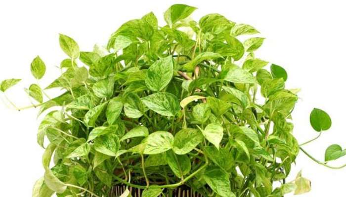 Money Plant घरात ठेवताना कधीच करू नका &#039;या&#039; 5 चुका