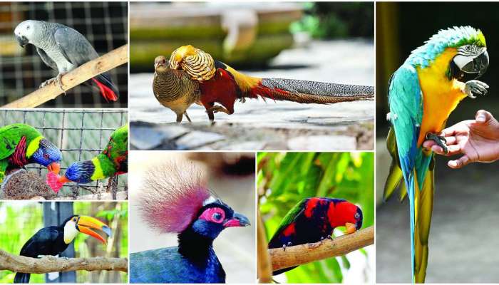 EsselWorld Bird Park: पक्षीप्रेमींसाठी मोठी बातमी; एस्सेल वर्ल्ड बर्ड पार्क दोन वर्षानंतर पुन्हा खुले