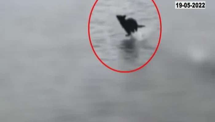 Viral Polkhol Fact Check Of Dog Running On Surface Of Water 