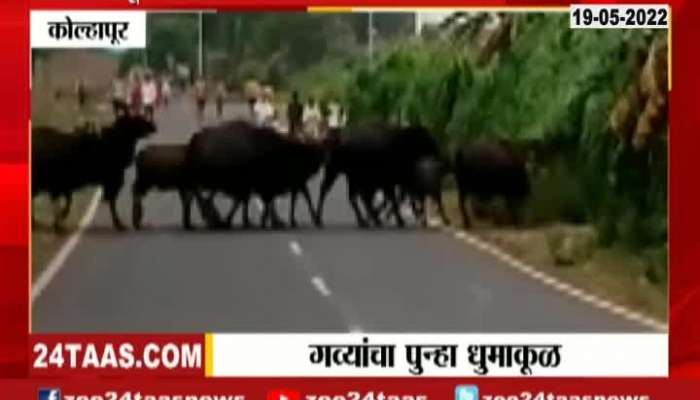 Kolhapur Herds Of Indian Bison Seen Moving Freely
